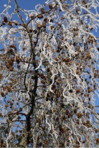 Дерево модрини Діана взимку